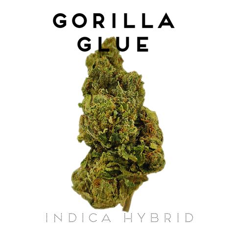 Gorilla Glue Indica Hybrid Dank Frank