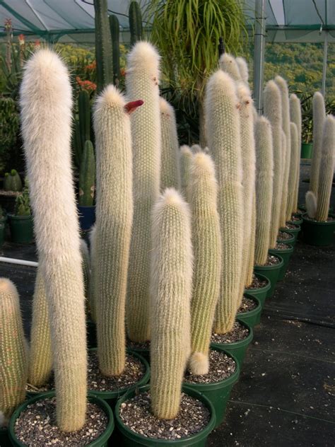 Columnar Cactus Impact Plants