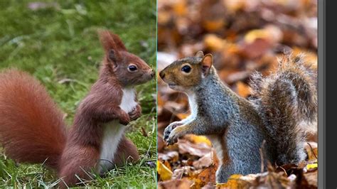 Red And Grey Squirrels Go Head To Head In Nut Iq Test Uk News Sky News