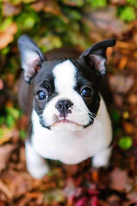 They love people and want to please their owners. Boston Terrier Puppies For Sale Under 500 Near Me