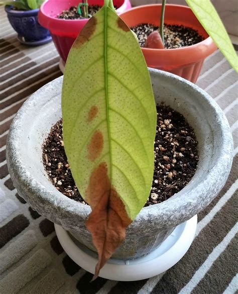 The photo above shows leaves on one of my hass avocado trees in late fall. What is the cause of chlorosis and brown spots of avocado ...