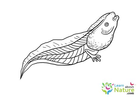 Tadpole Coloring Page Learn About Nature