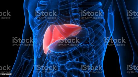 Liver A Part Of Human Digestive System Anatomy Xray 3d Rendering Stock