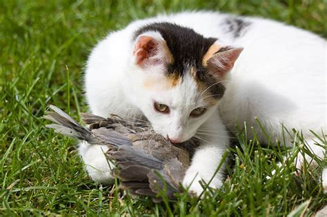 Hunting Cats Pose Risk To Wildlife Cat Cull Will Save Bird Lives
