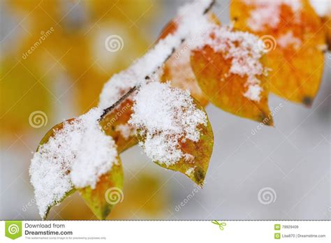 Autumn Leaves Covered With Snow Stock Image Image Of Frosty Season