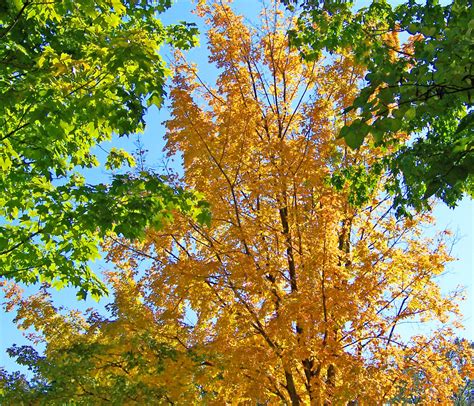 Autumn Leaves Free Stock Photo Public Domain Pictures