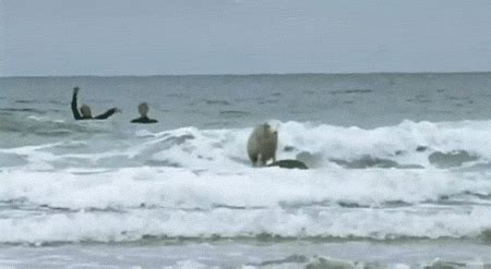 View 13 419 nsfw videos and enjoy nsfw_gif with the endless random gallery on scrolller.com. admite que nunca viste a animales haciendo esto. - Taringa!