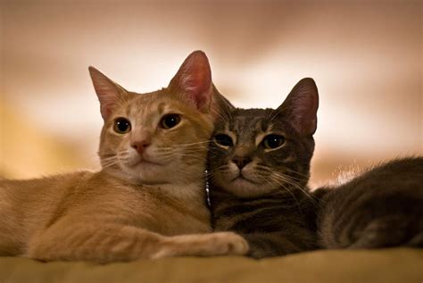 Two White And Orange Tabby Kittens Kitty Cat Cats Sleep Sleeping