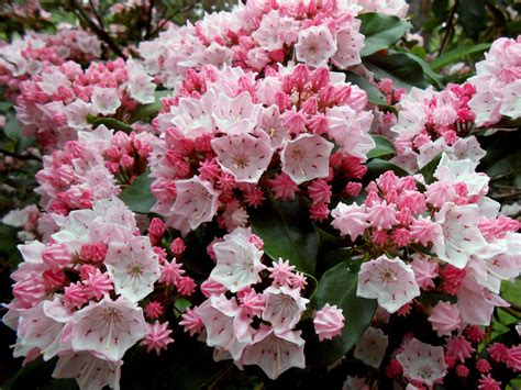 Pink Mountain Laurel With Images Pink Mountains Mountain Laurel Flowers