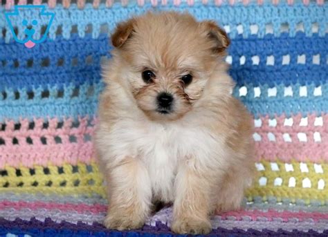 Alf Pomapoo Puppy For Sale Keystone Puppies