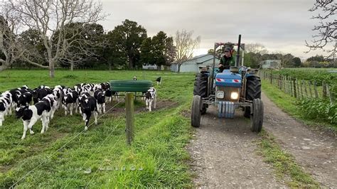 2 Min LeanFarm Motion On Farm Feeding Calves In Paddocks Part 1 The