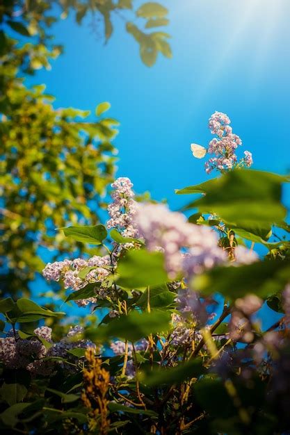Premium Photo Blooming Lilac Flowers With Butterfly On Sunny Day