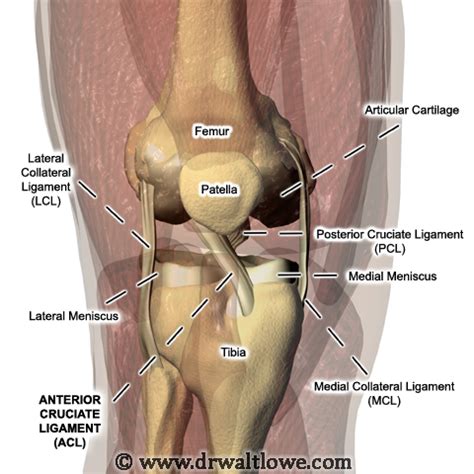 26 yrs old male asked about left leg ankle ligament injury, 2 doctors answered this and 197 people found it useful. Knee Anatomy