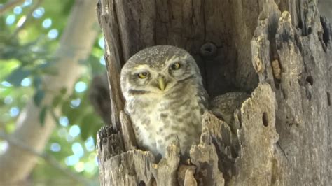 Owls Of India Youtube