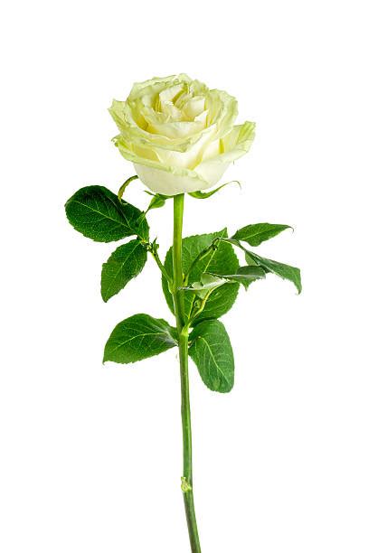 Best Long Stem White Roses Stock Photos Pictures And Royalty Free Images