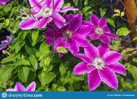 Flowers Of Perennial Clematis Vines In The Garden Beautiful Clematis