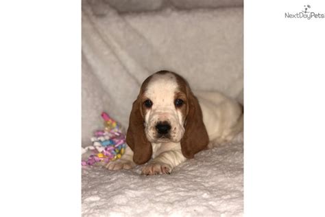 Why buy a basset hound puppy for sale if you can adopt and save a life? Little Lemon: Basset Hound puppy for sale near Duluth / Superior, Minnesota. | b404e310-bf51