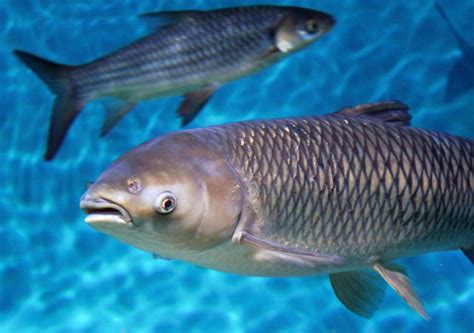 invasive species why are asian carp a problem