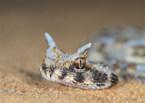 Desert Horned Viper Cerastes Cerastes עכן חרטומים Flickr