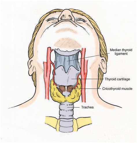 Illustration Of Throat Anatomy Photograph By Science Source