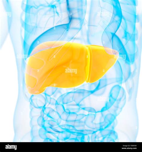 Human Liver Illustration Stock Photo Alamy