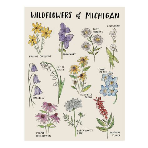 Michigan Wildflowers 18x24 Print City Bird