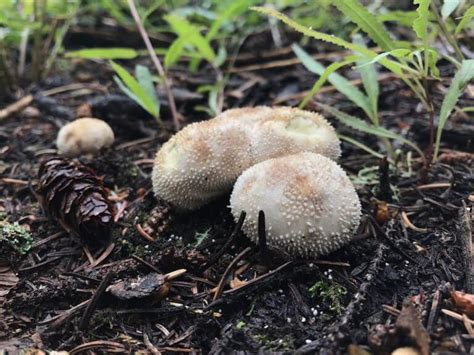 An Aspen Cornucopia Of Wild Mushrooms Modern Forager