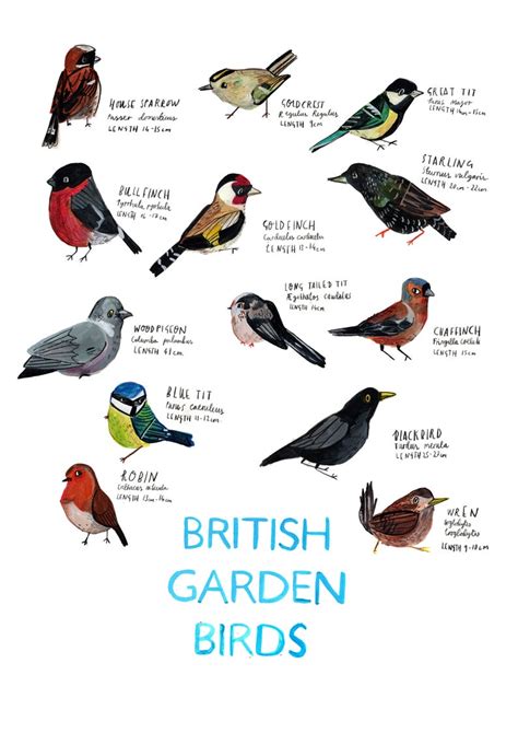 A5 British Garden Birds Identification Postcard Chart Wildlife Riset
