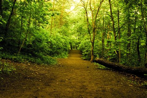 Free Images Landscape Tree Nature Path Wilderness Branch Road
