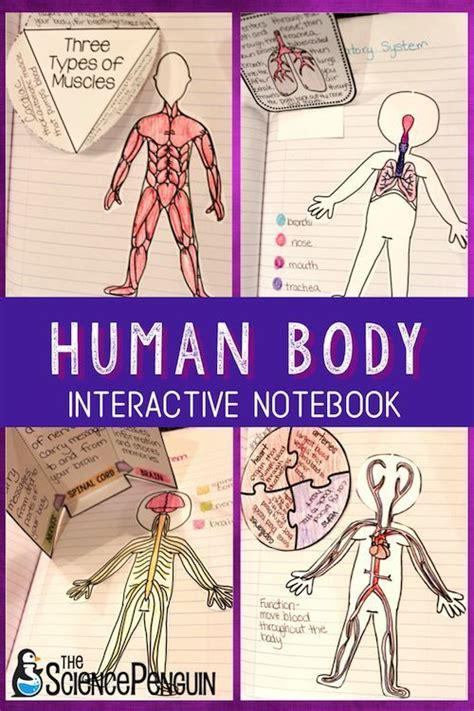 Human Body Interactive Notebook For Upper Elementary The Science