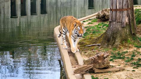 Smithsonians National Zoo And Conservation Biology Institute Zoo