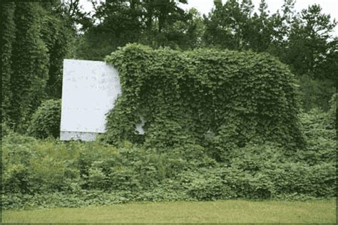 It will quickly climb up the sides of your house and cover it. Insect Updates - Insects in the City