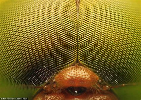 Macroscopic Photos Reveal Insects In Dazzling Detail Extreme Close Up Insect Eyes Close Up