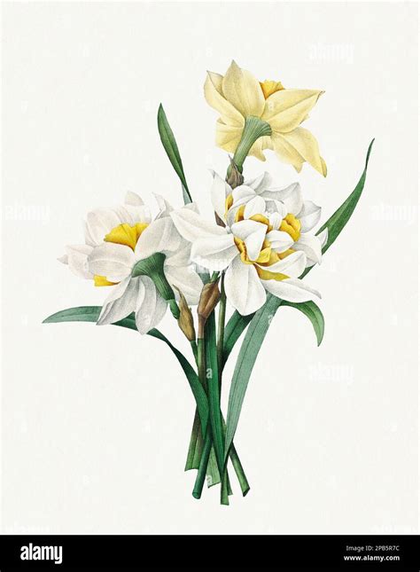 Daffodil Old Botanical Illustration Hi Res Stock Photography And Images