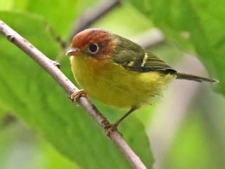 Its natural habitats are subtropical or tropical moist lowland forest and subtropical or tropical moist montane forest. Bird and wildlife watching on a tour to Sabah on Borneo.
