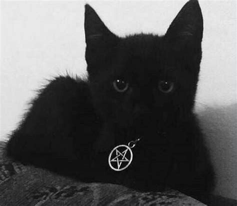 Pin by Ju Lia Lu on It's all about cats | Black cat aesthetic, Cat