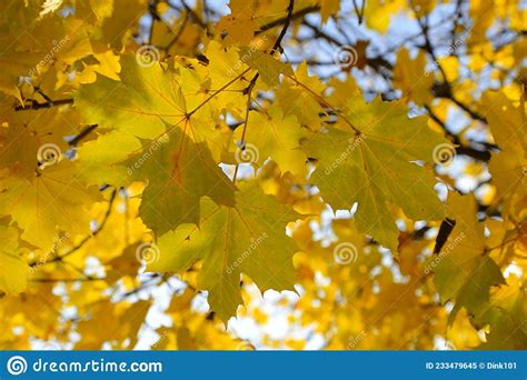Branches Of Autumn Maple Tree With Bright Yellow Leaves Stock Image