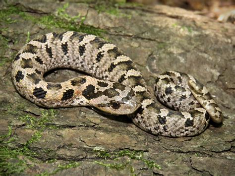 Maryland Biodiversity Project Eastern Hog Nosed Snake Heterodon