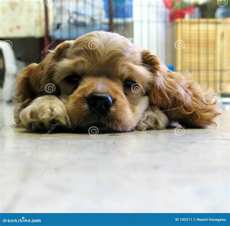 Puppy Stock Image Image Of Dozing Mammal Cute Soft 105211