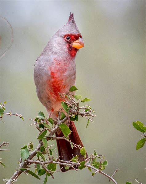 Desert Cardinal Pyrrhuloxia In South Texas United States Free