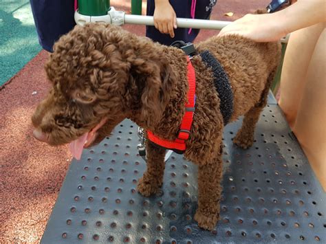 Doggie's Heaven on Earth- Pet Sitting Services | Singapore Singapore