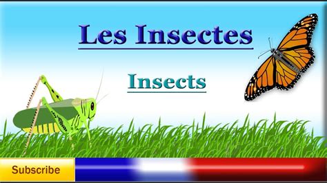 Learn French Insects Names Vocabulary Lesson Les Insectes Youtube