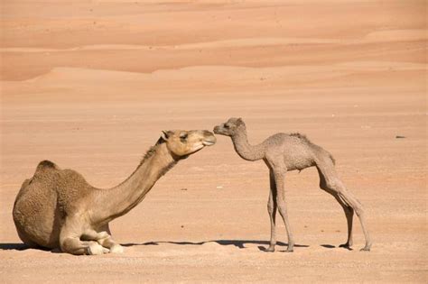 As nouns the difference between camels and elephant. Pin on Camels and Elephants