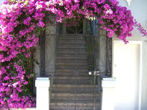 20 gorgeous flowering vines to add to your yard in 2020. Climbing Flowering Vines | Flowers by Shyla Hayden | We ...