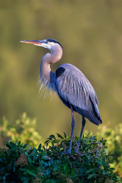 Great Blue Heron Perched Up High Fine Art Photo Print Photos By