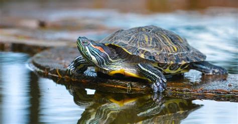 River Turtle Animal Facts Az Animals