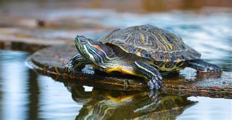 Bellinger river turtle 
