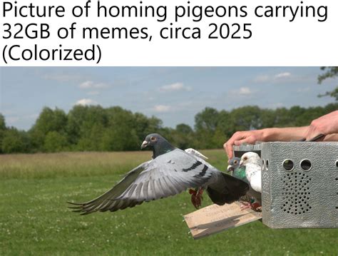 Picture Of Homing Pigeons Carrying 32gb Of Memes Circa 2025 Colorized