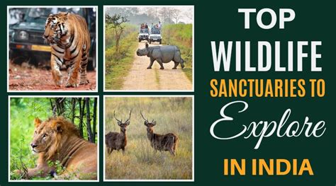 Top Wildlife Sanctuaries To Explore In India