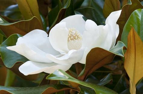 Everything About The Southern Magnolia Tree Plant Propagation